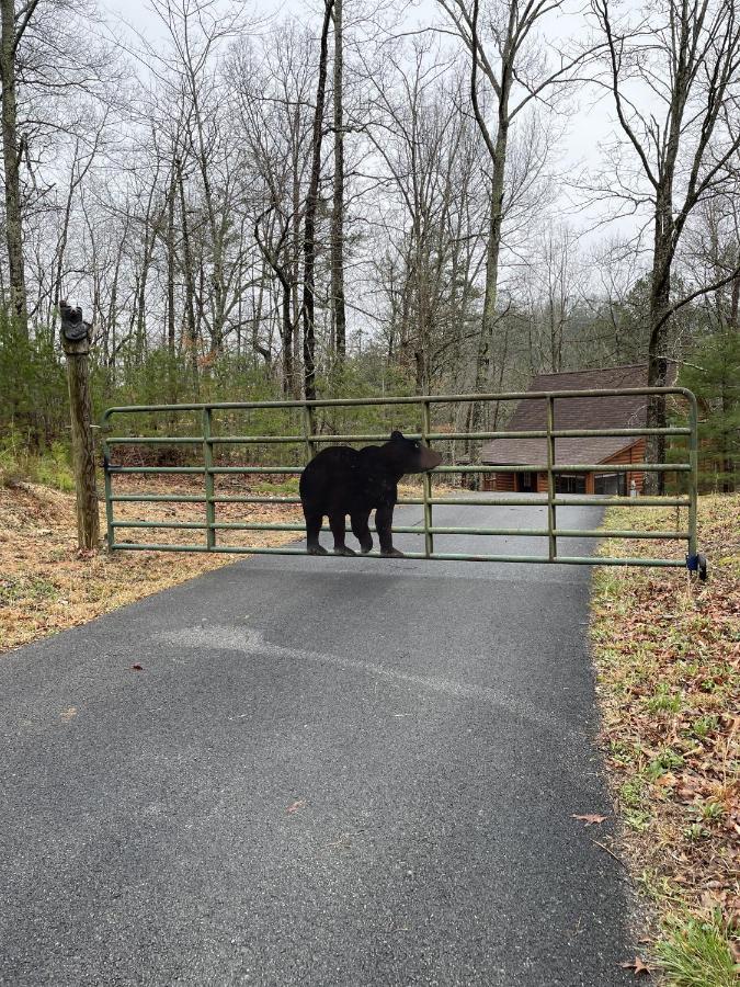 Great Smoky Mountains Cabin!, Secluded, Pet-Kid Friendly! Sevierville Extérieur photo